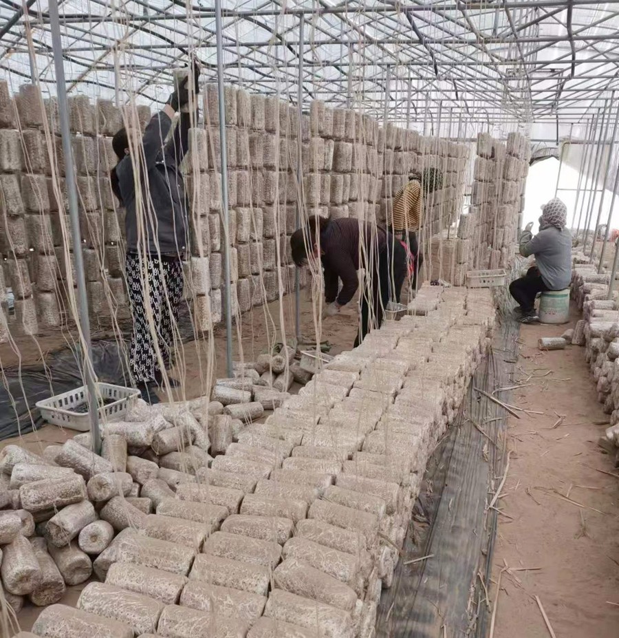 2023年(nián)上木耳菌棒現場