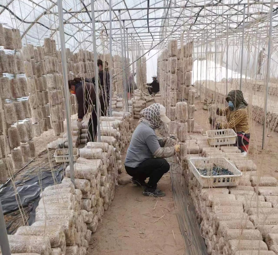 2023年(nián)上木耳菌棒現場