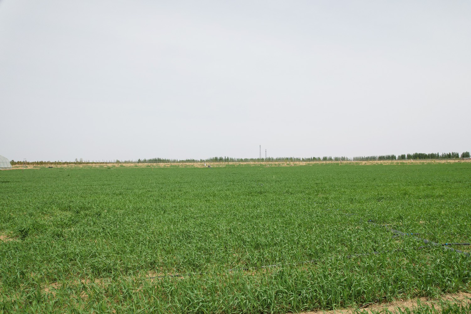 2023年(nián)小麥基地(dì)生長(cháng)過程