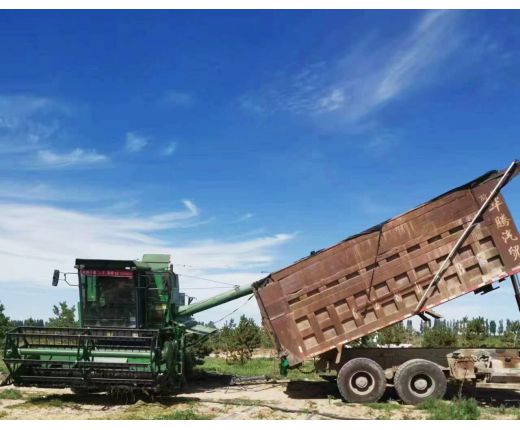 2022年(nián)收割小麥現場