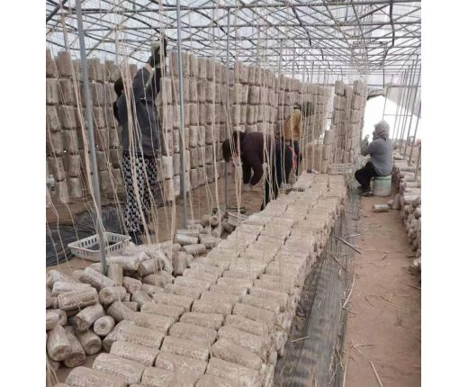 2023年(nián)上木耳菌棒現場