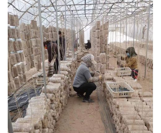 2023年(nián)上木耳菌棒現場