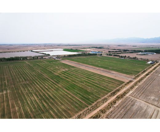 2023年(nián)小麥基地(dì)生長(cháng)過程