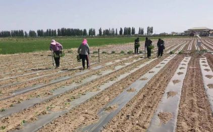 2023年(nián)在烏梁素海景區門口的(de)烏拉特前旗豐達源農貿有(yǒu)限公司生态綠(lǜ)色采摘基地(dì)種辣椒