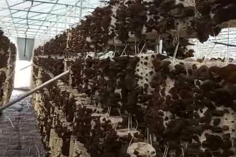 木耳基地(dì)視(shì)頻