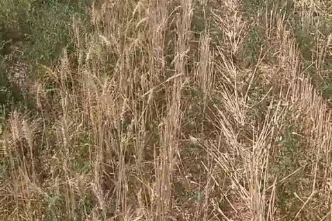 2022年(nián)豐達源小麥基地(dì)收割中