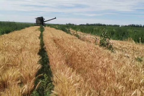 2022年(nián)收割小麥現場