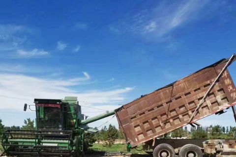 2022年(nián)收割小麥現場