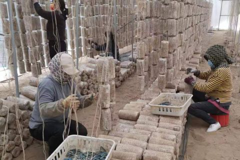 2023年(nián)上木耳菌棒現場