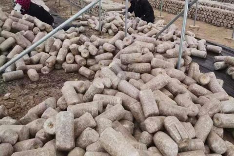 2023年(nián)上木耳菌棒現場