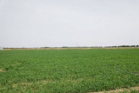 2023年(nián)小麥基地(dì)生長(cháng)過程