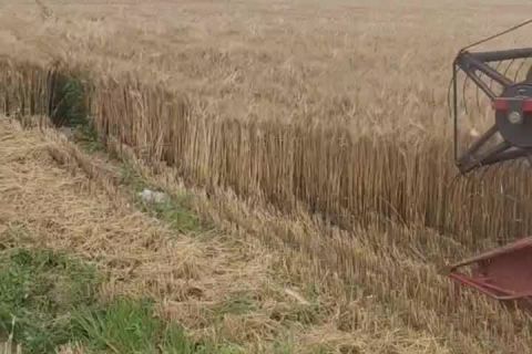 2023年(nián)豐達源收割基地(dì)小麥